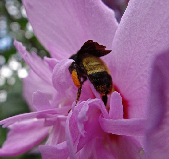 Bee looking for nectar after the rain