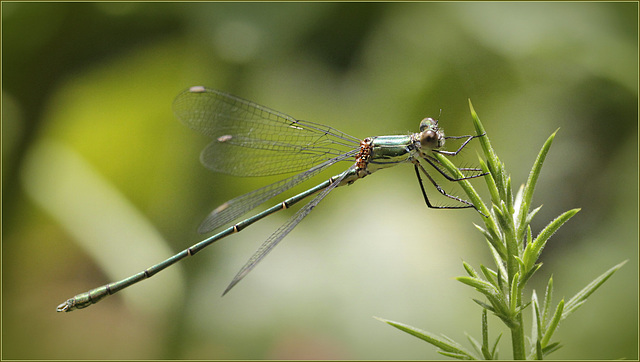 Leste vert