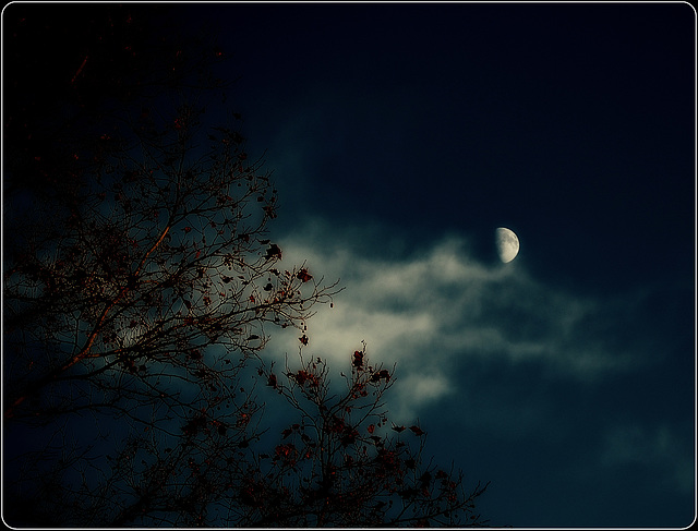 Autumn Moonlight