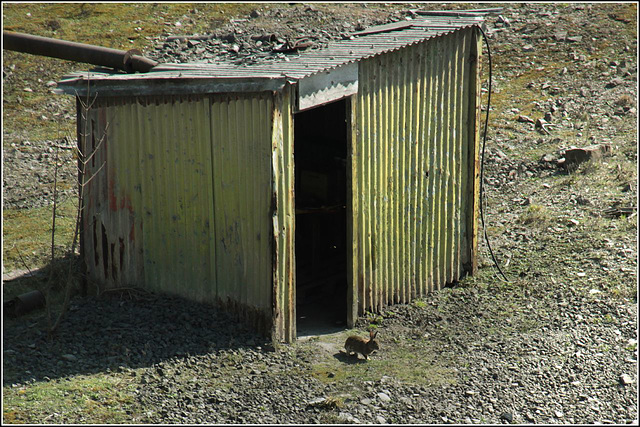 Rabbit Hutch