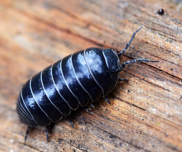 Pill Woodlouse (Armadillidium vulgare)