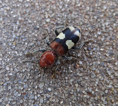 Checkered Beetle (Enoclerus rosmarus)