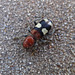 Checkered Beetle (Enoclerus rosmarus)