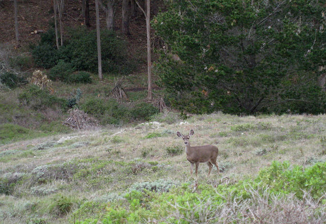 Marin Headlands 1544a