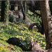 Daffs