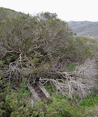 Marin Headlands 1557a