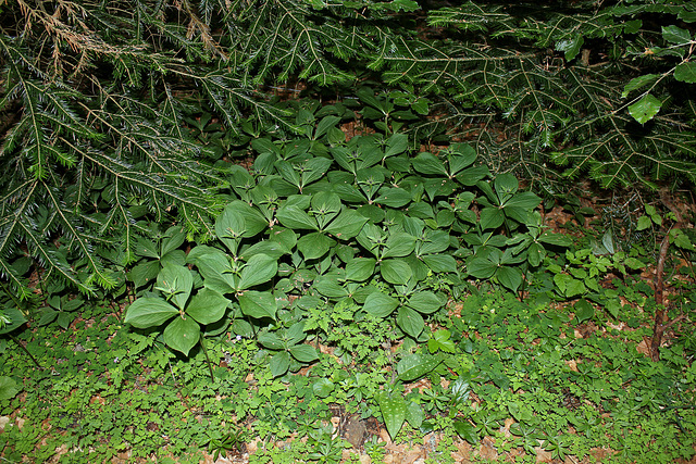 Paris quadrifolia - Parisette