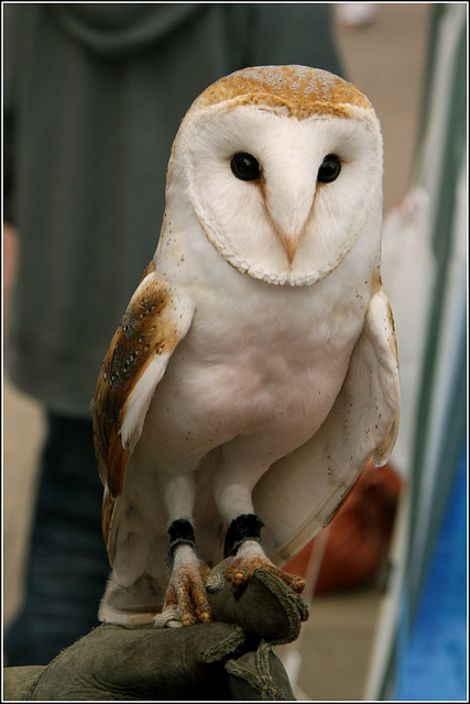 A Barn Owl