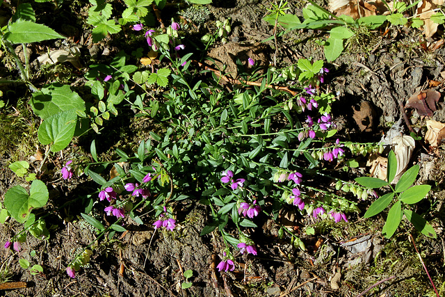 Polygala vulgaris- Polygala commune
