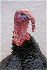 Gobbler