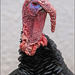 Gobbler