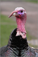 Turkey neck