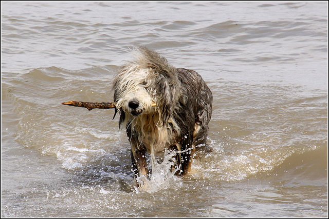 Wet dog