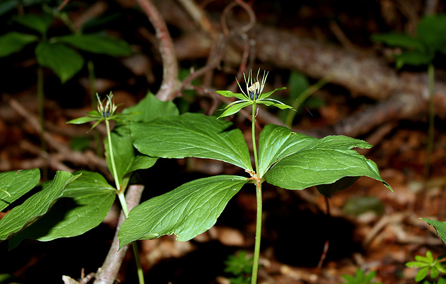 Paris quadrifolia - Parisette-001