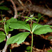 Paris quadrifolia - Parisette-001