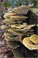 Fungus