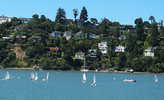 Blue and Gold Tiburon Ferry (3073)