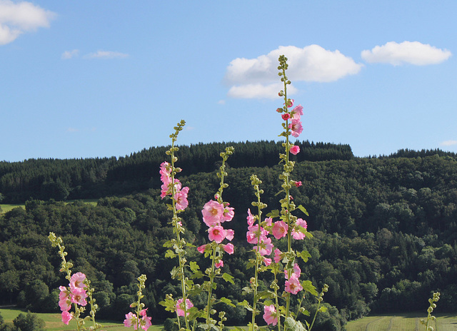 Des fleurs à la montagne