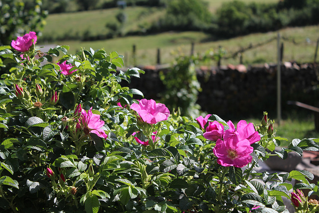 Rosa rugosa