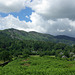 Lingmoor Fell