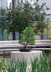 The Healing Garden in Yale University Hospital in New Haven, August 2010