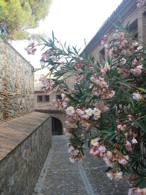 Calle toledana con flores / Toleda strato kun floraro