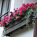 20080708 007DSCw [D~LIP] Weihrauch, Geranie, Balkonblumen, Bad Salzufeln