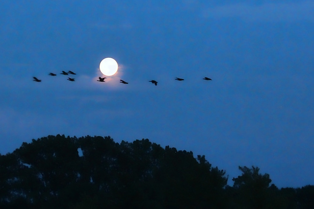 geese by moonlight