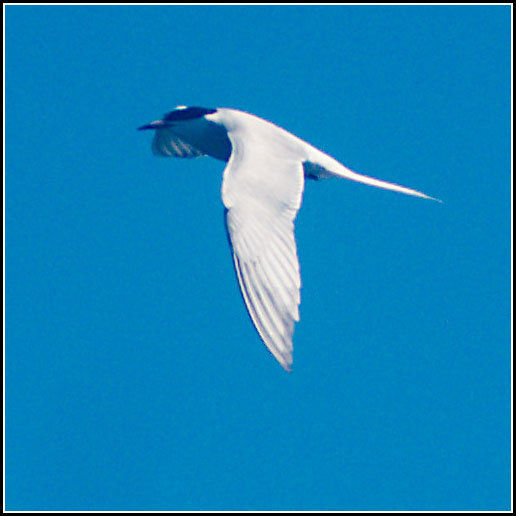 Tern in Flight