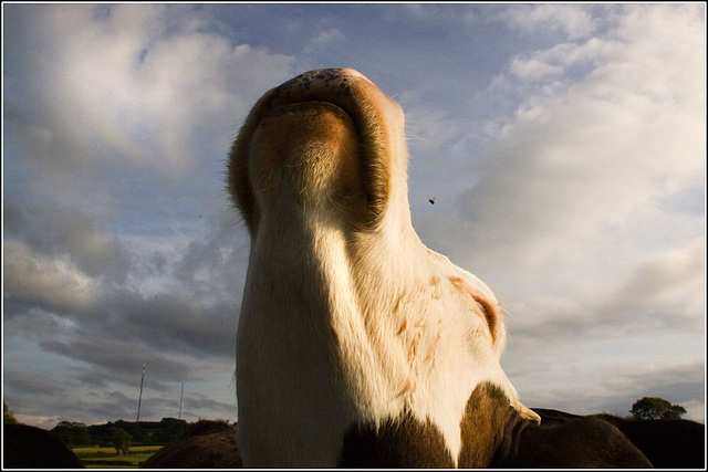 Sniffing the evening air