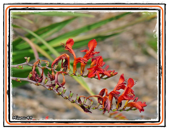 CROCOSMIA LUCIFER