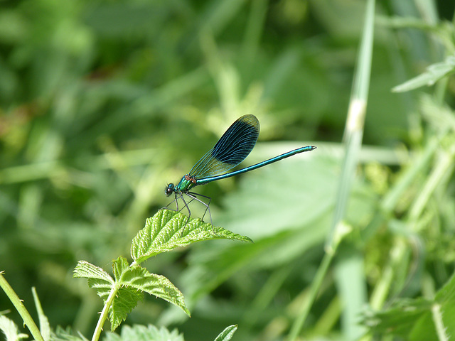 Blauflügelprachtlibelle