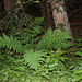 Dryopteris dilatata