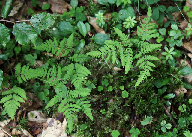 Gymnocarpium dryopteris