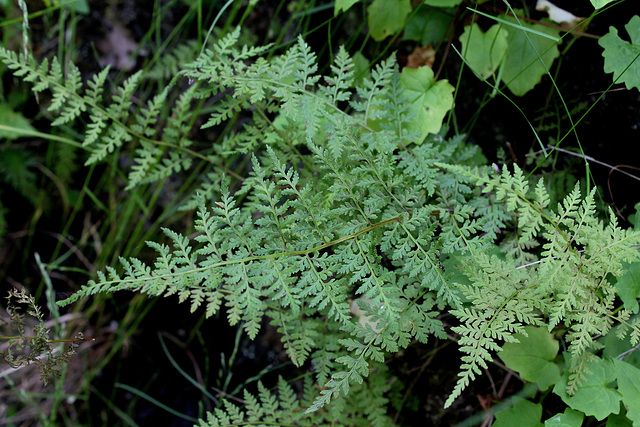 Cystopteris fragilis