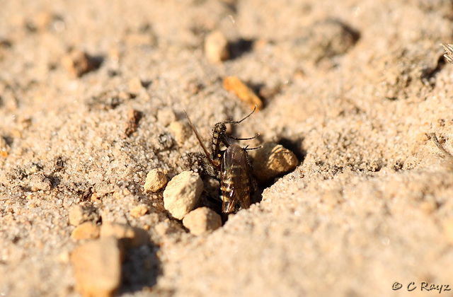 Common Spiny Digger Wasp with Prey 8