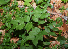 Lathyrus vernus - Gesse de printemps