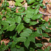 Lathyrus vernus - Gesse de printemps