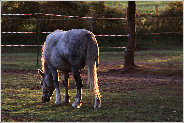 New forest pony