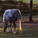 New forest pony