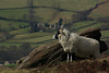 A Stanage Edge sheep