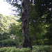 Tree Near Cedar Hill in Central Park, Oct. 2007
