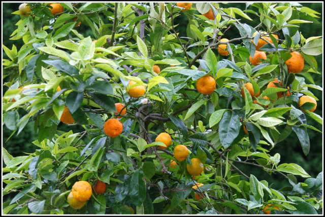 oranges growing