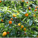 oranges growing