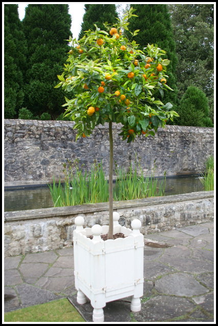 Orange tree