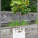 Orange tree