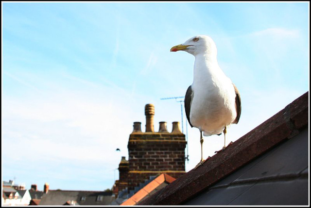 up on the roof