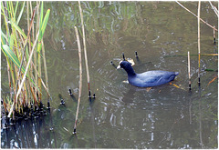 A Coot's routine