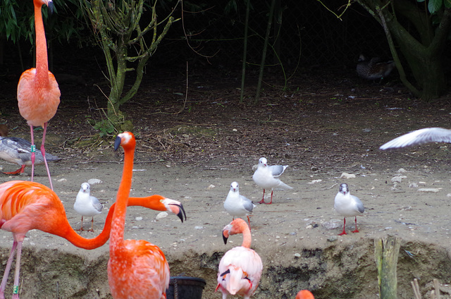 Parc aux oiseaux - Villars les Dombes