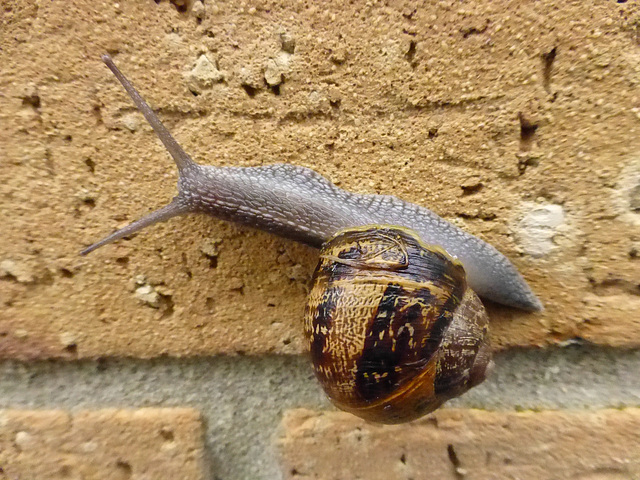 Un Escargot sur Un Mur - 8 May 2014